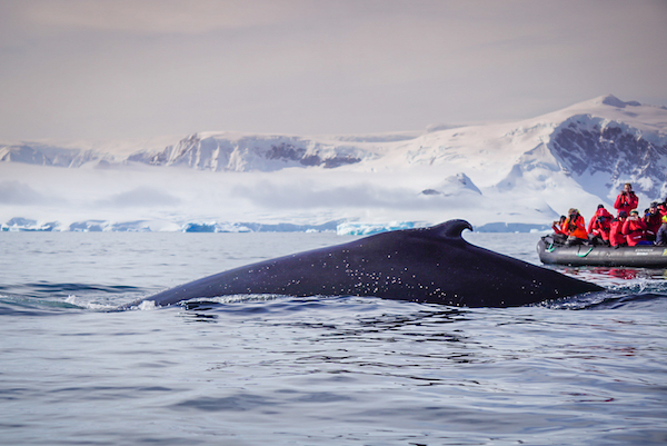 A whale in Antarctica